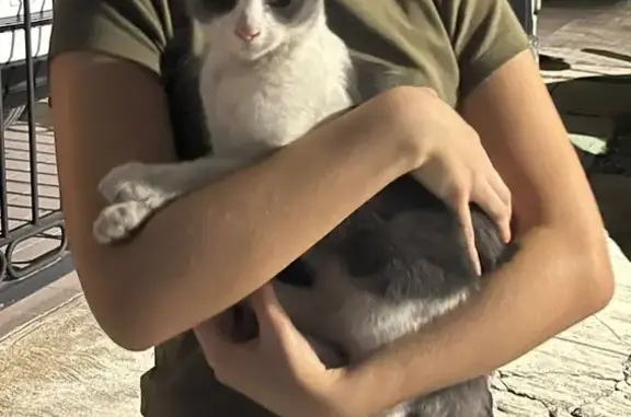 Gato Cariñoso Hallado en Col....