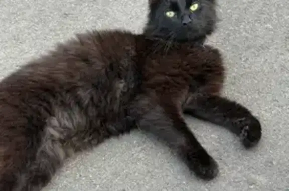 Lost Black Cat with Ostrich-Feather Tail