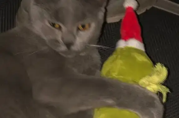 Chat chartreux perdu à Hénin-Beaumont - photo