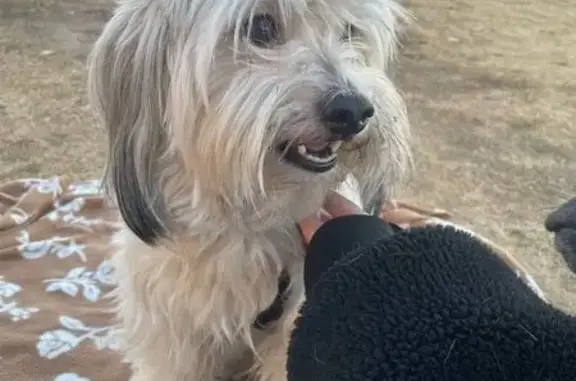 Lost and found pets Las Vegas, photo: Lost Dog: Peppa, Tan/White, Jontue St.