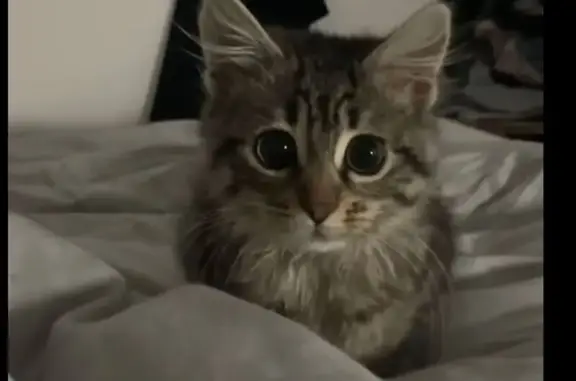 Se Busca: Gato Perdido en Can Soler, Cataluña