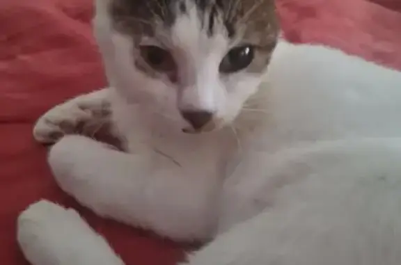 Animaux trouvés Chartres, photo: Chat tombé du toit près de Franck Provost