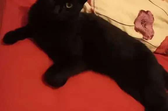 Animaux perdus Malguénac, photo: Chat noir perdu à Malguénac