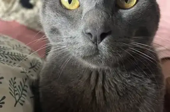 Gato Gris Perdido en Palma de Mallorca