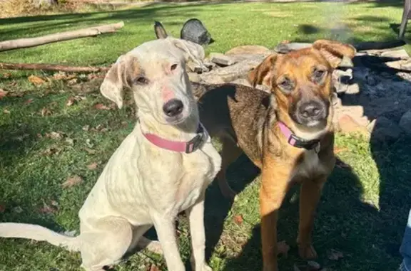 Found dog Confluence, photo: Found: Two Friendly Dogs on Taylor Rd