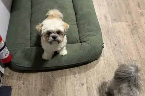 Lost Dog: Tan, Wavy Fur, Mission Area