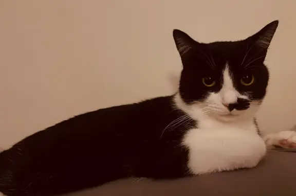 Lost Cat: Half Mustache, East Allen St