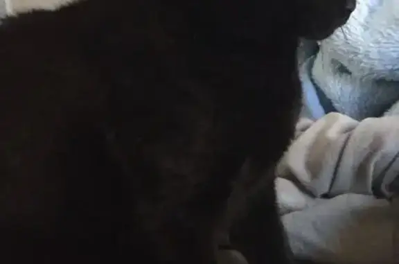 Lost Black Cat with Yellow Eyes in Moreton Bay