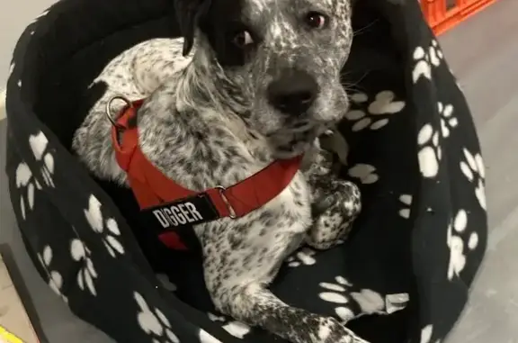 Missing dog , photo: Friendly Lost Dog in Knox City, VIC