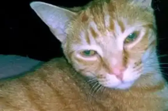 Lost and found pets , photo: Lost Yellow Tabby ESA Cat - $50 Reward!