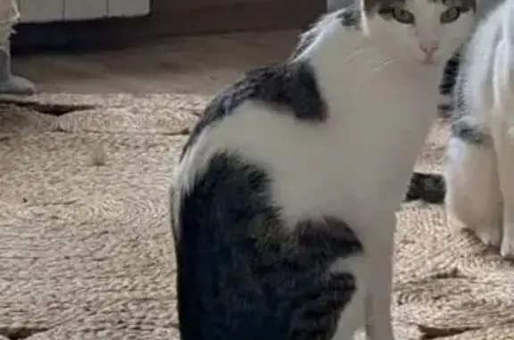 Chat noir et blanc perdu à Carquefou - photo