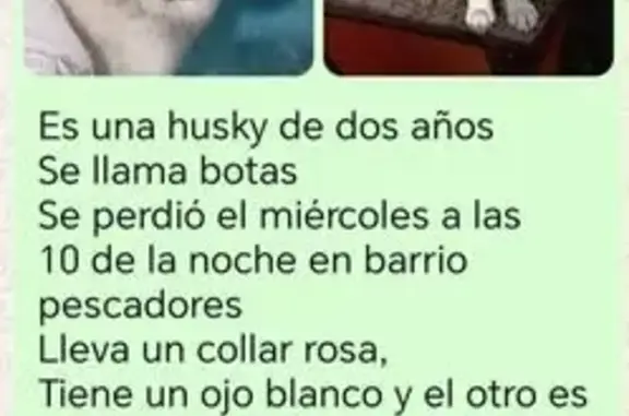 Husky Perdida en Chimalhuacán: Ojos Únicos