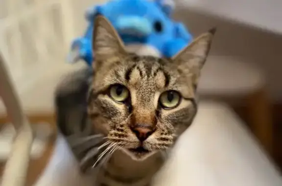 Missing cat , photo: Lost 4-Year-Old Tabby in Merri-Bek