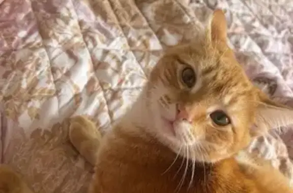 Loud Meowing Lost Cat in Ipswich