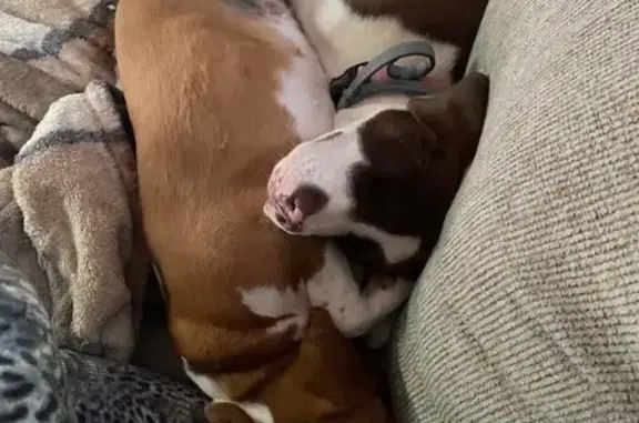 Lost Dogs: Dolly & Charlie in Cherokee Hills