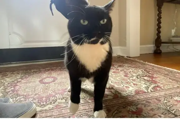 Lost Cat: Black & White, Green Eyes