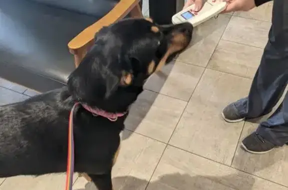 Lost and found pets Arizona City, photo: Found: Sweet Young Dog in Phoenix, AZ