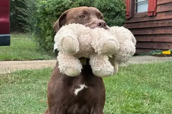 Lost Chocolate Lab-Pit Mix: MJ in Sanford
