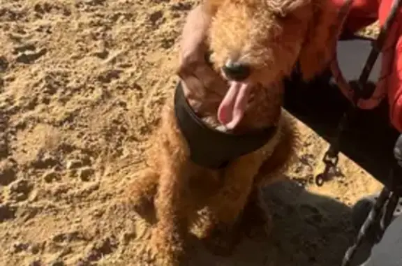 Lost and found pets , photo: Lost Puppy: Brown Curly Coat, Troy Ave