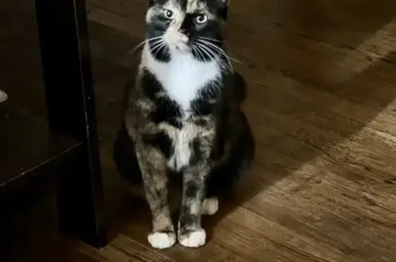 Lost Shy Tortie Cat on 18th Ave, NY