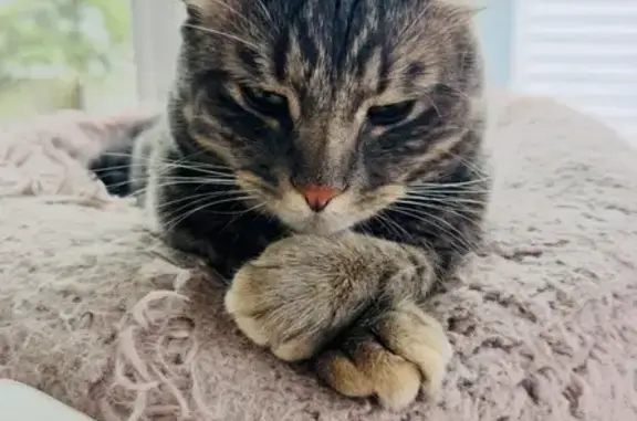 Lost Grey Tabby Cat on Blue Ridge Dr