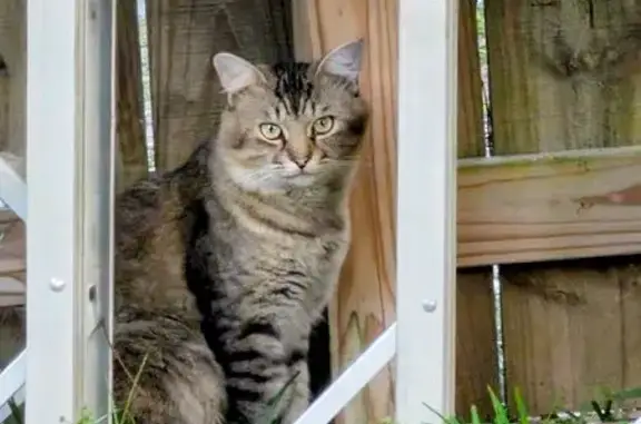 Lost and found pets Pensacola, photo: Lost Tabby Kit Kat: Help Find Our Stray