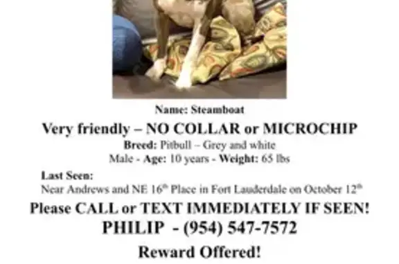 Lost and found pets Fort Lauderdale, photo: Lost: Grey & White Pit Bull in Fort Lauderdale
