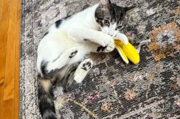 Found cat Chicago, photo: Friendly Kitten Found: West Buena Ave