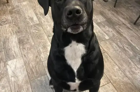 Lost and found pets Benton, photo: Lost: Large Black Lab on Old Hot Springs