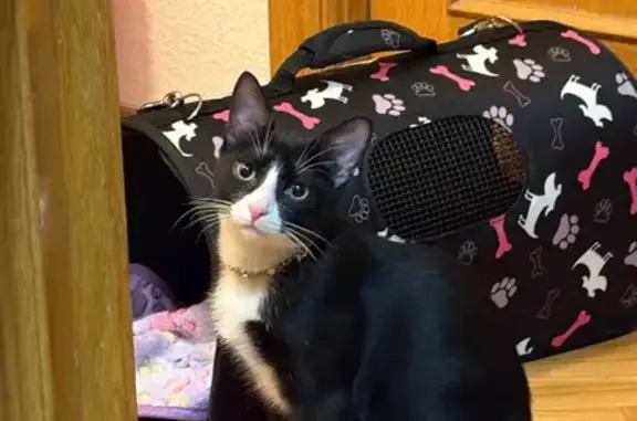 Gato encontrado Mostoles, foto: ¿Es tuyo? Gatito blanco y negro hallado