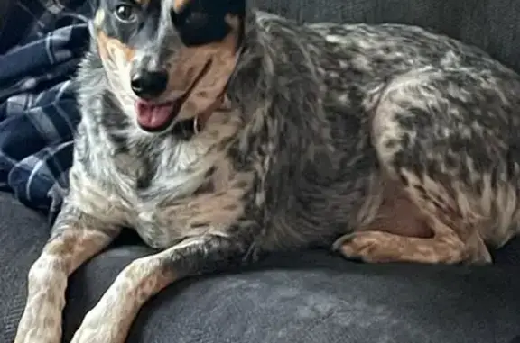 Lost and found pets Wauconda, photo: Lost Blue Heeler on North Callahan Rd