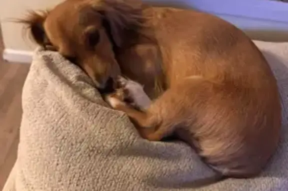 Lost Chiweenie: Brown with White Shoes