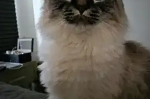Lost and found pets Florida Ridge, photo: Lost Fluffy & Friendly Cat in Apopka