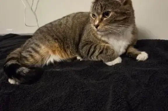 Lost Cat: Grey/Brown in Vaughan Area