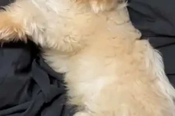 Lost Dog Alert: Hempstead, NY