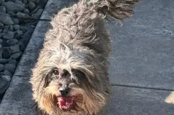 Lost Dog: Grey on Belmont St, Carbondale