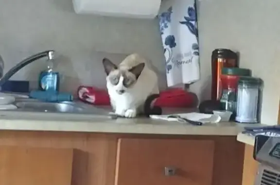 Lost Cat in Baker City: Blue Eyes & Brown Mustache