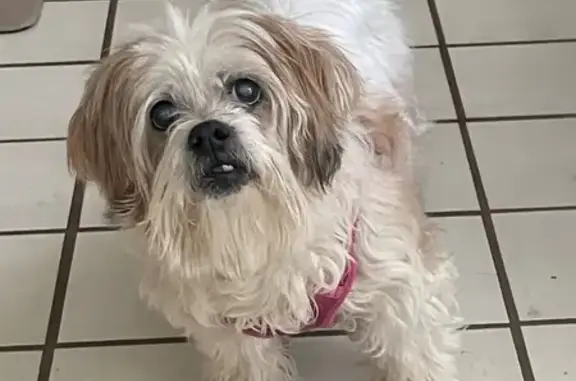 Lost and found pets Beachwood, photo: Lost Senior Shih Tzu on Hilltop Drive