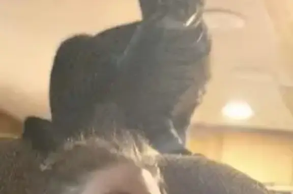 Lost One-Eyed Grey Cat: Smithville Area