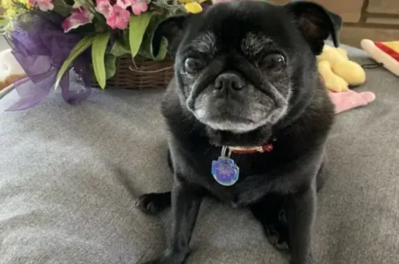 Lost and found pets La Grange Park, photo: Lost Older Black Pug in La Grange Park