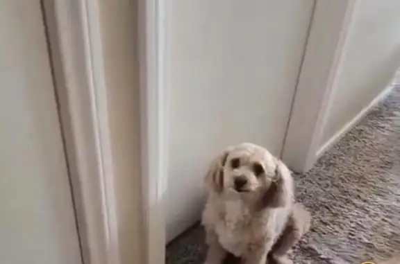 Lost and found pets North Las Vegas, photo: Help Us Find Our Beloved Maltipoo!