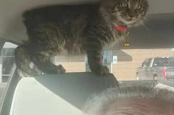Lost and found pets Kansas City, photo: Lost Manx Cat Whiskey in Spring Hill