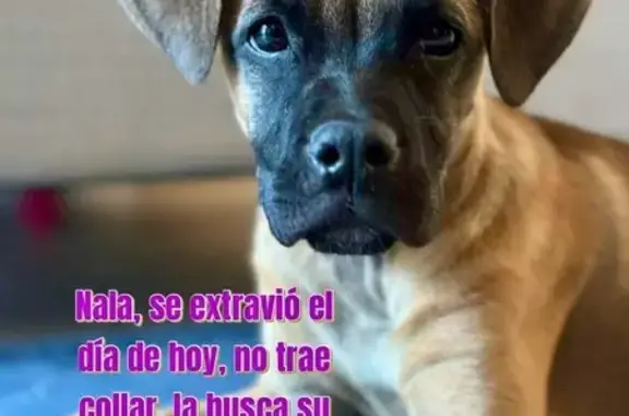 Perro Chihuahua perdido sin collar en casa