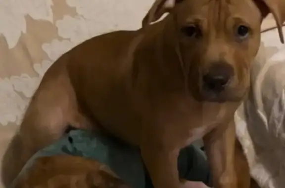 Lost Dog Alert: North Beech St, Foley