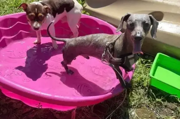 Lost and found pets Alburtis, photo: Lost Hairless Dog: Alburtis, White Tail