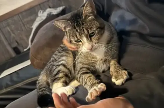 Lost and found pets Struthers, photo: Lost Tabby: Brown/Gray, White Paws, Struthers