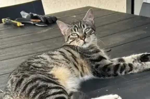 Chat perdu à Combs-la-Ville, aide requise - photo