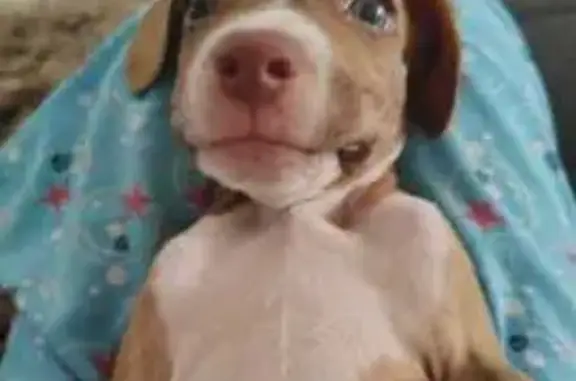 Perro Perdido: Café y Blanco en Apodaca