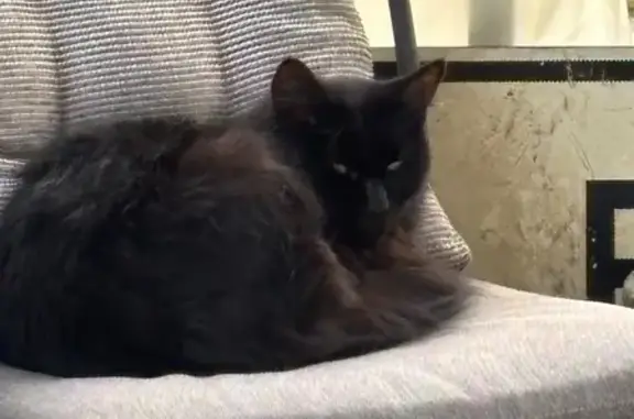 Lost and found pets Mokena, photo: Lost Black Longhair Cat in Mokena