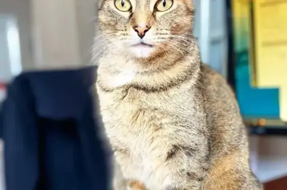 Chat perdu, Brive-la-Gaillarde, photo: Chatte épileptique perdue à Brive-la-Gaillarde